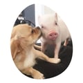 piggy-egg @piggy-egg profile image