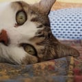 leonilde @leonilde profile image