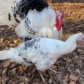 farmfamily66 @farmfamily66 profile image