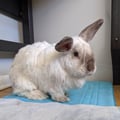 iamabunny @iamabunny profile image