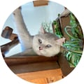 calci-fer @calci-fer profile image