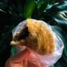 Jia Jia Pancake