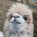 annanever @annanever profile image