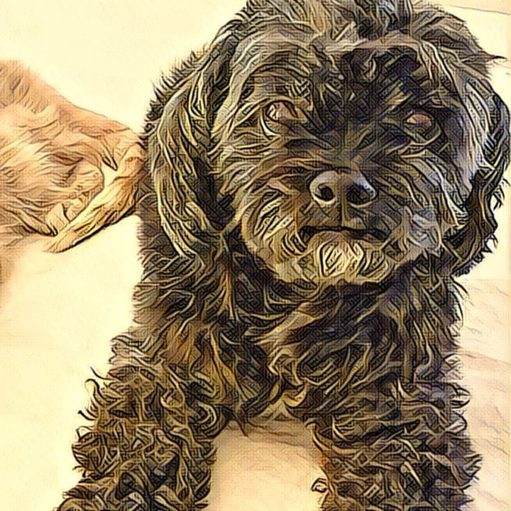 review photo of Halo Peanut N’ Pumpkin Biscuit Dog Treats shared by @sandyvilletti on 01 Feb 2021 - review