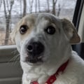 farmanimalman @farmanimalman profile image