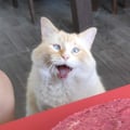 alvegandoi @alvegandoi profile image