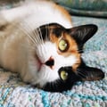kookycatchick @kookycatchick profile image