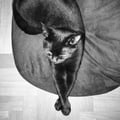 catwoman13 @catwoman13 profile image