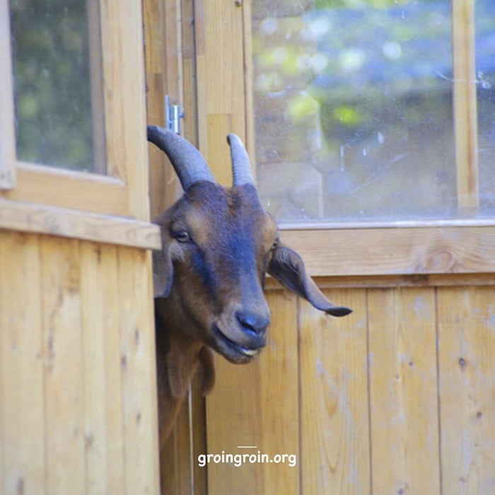 goat looking out from a door