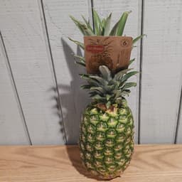 Del Monte