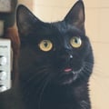 myonji @myonji profile image