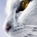 cilvivian @cilvivian profile image
