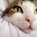irisev2 @irisev2 profile image