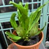 Kok Fah Technology Farm Pte Ltd