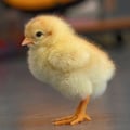 yolkyb @yolkyb profile image