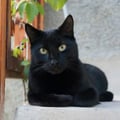 tuscanvegan @tuscanvegan profile image