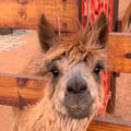lovelyvegan @lovelyvegan profile image