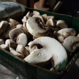 O.P. Consorzio funghi di Treviso