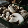 O.P. Consorzio funghi di Treviso