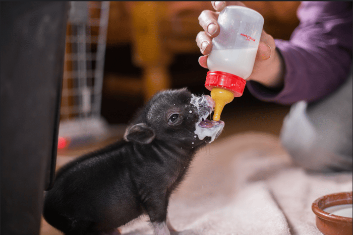 baby animal being fed