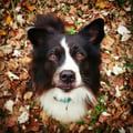 viola227 @viola227 profile image