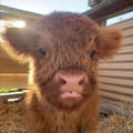rasvegan @rasvegan profile image