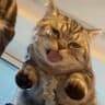 fragilexneko