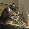@maresampaio profile image