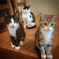 kittenpaws @kittenpaws profile image