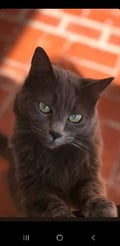 clarisalibedinsky @clarisalibedinsky profile image