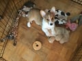 @corgilove profile image