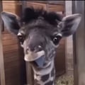 lilyvz @lilyvz profile image
