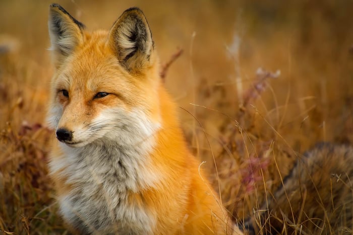 fox closeup