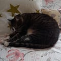 joelmapaulin @joelmapaulin profile image