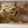 Nettuno Gelateria