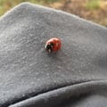 avatar of ladybird1