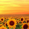 fiore63 @fiore63 profile image