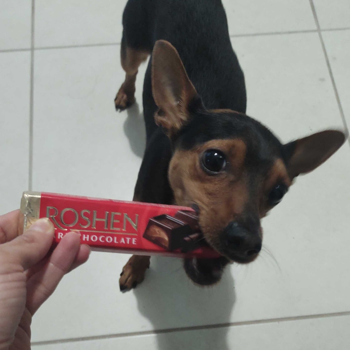 Roshen Dark chocolate Reviews | abillion