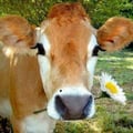 avatar of happycow