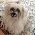 albavegan @albavegan profile image