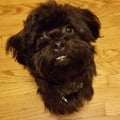 avatar of ferguspuppydog