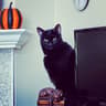 blackcat93