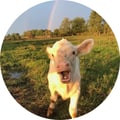 sntveg @sntveg profile image