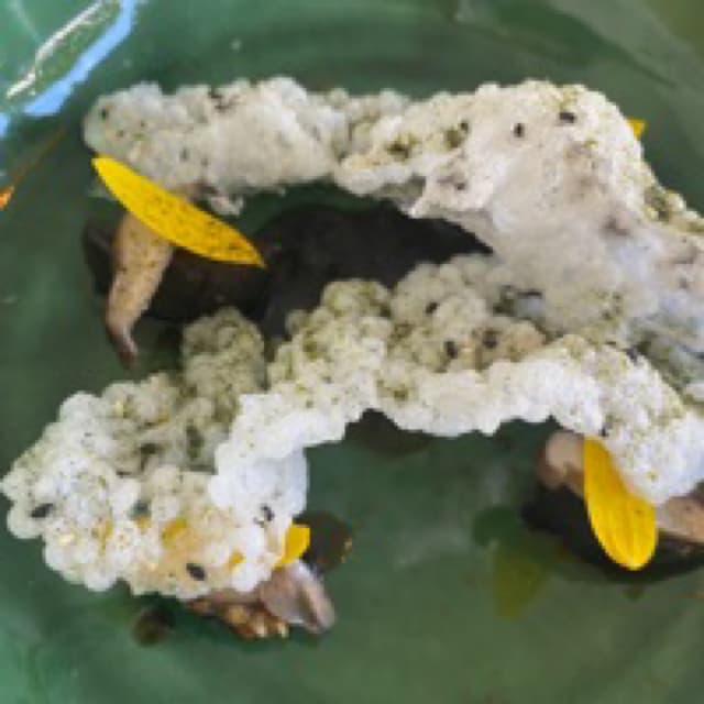 「Fire-roasted teriyaki aubergine with shiitake mushrooms and sago crackers」の料理の写真