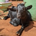 velcrovi @velcrovi profile image