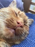 gimlithecat @gimlithecat profile image