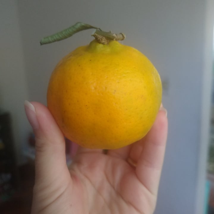 photo of tangerine tangerine shared by @alinerg on  10 May 2022 - review