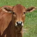 notcow @notcow profile image
