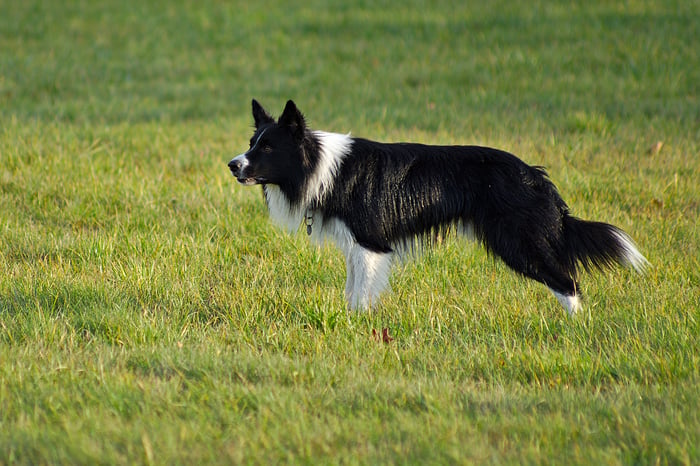 vegan border collie