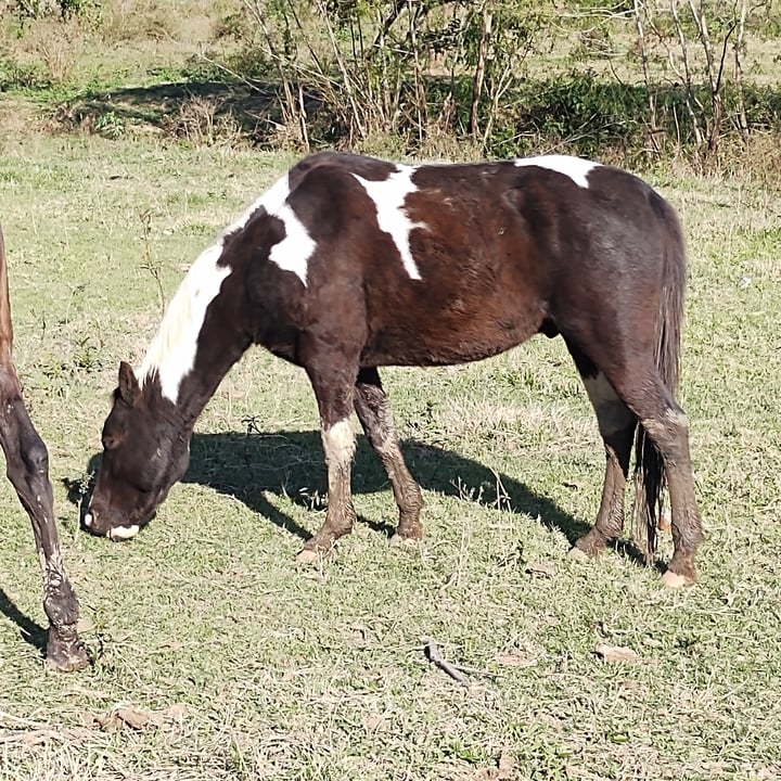 photo of Vegan Food Horses shared by @simonelivani on  03 Aug 2022 - review